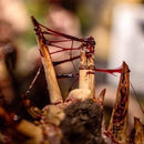 Dirty Down - Gore 15ml-Paint-Ashdown Gaming