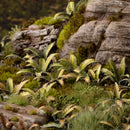 Gamers Grass - Laser Plants: Deer Fern-Ashdown Gaming