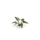 Gamers Grass - Laser Plants: Lords and Ladies-Ashdown Gaming