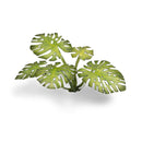 Gamers Grass - Laser Plants: Monstera-Ashdown Gaming